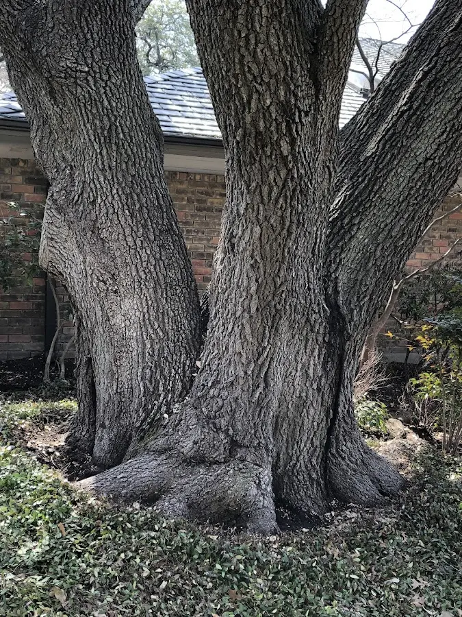 Mature heritage tree close to a Lysite property cared for by certified arborists